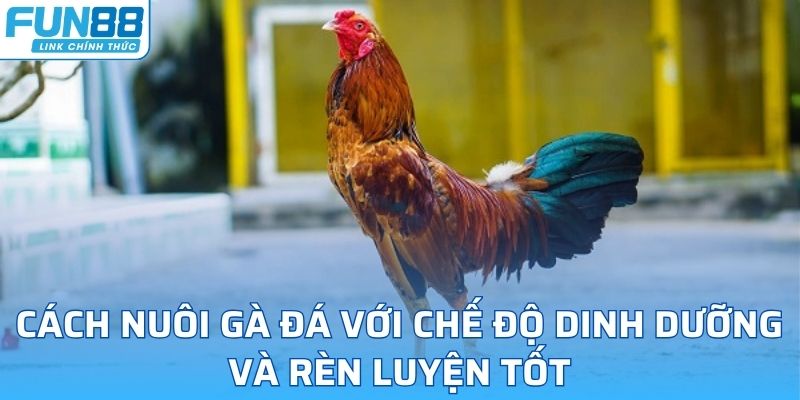 cách nuôi gà đá