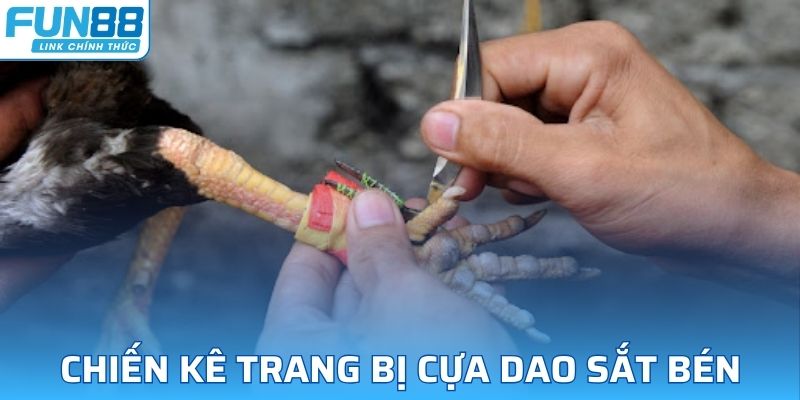  Các chiến kê sẽ được trang bị cựa sắt sắc bén, tăng khả năng sát thương 