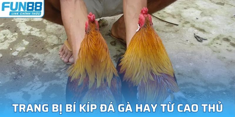 Trang bị những bí kíp hiệu quả giúp tăng tỷ lệ thắng khi đặt cược