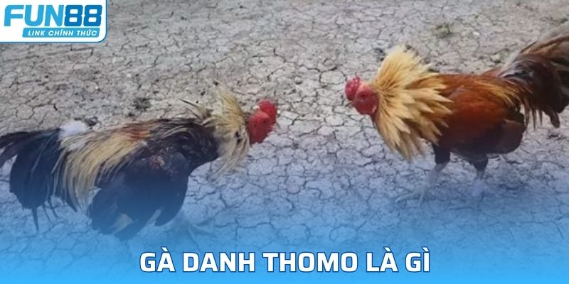 gà danh thomo